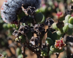 Ruschia subsphaerica