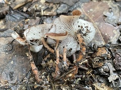 Collybiopsis biformis