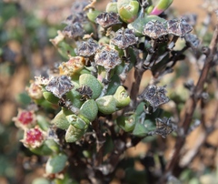Ruschia subsphaerica