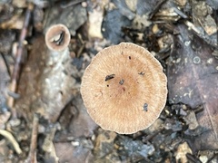 Collybiopsis biformis