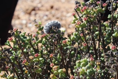 Ruschia subsphaerica