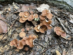 Collybiopsis biformis