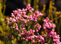 Erica articularis