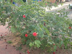 Calliandra