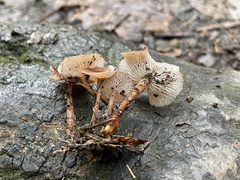 Collybiopsis biformis