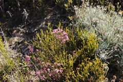 Erica articularis