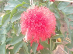 Calliandra