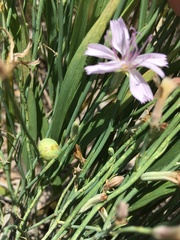 Antistrophus pisum