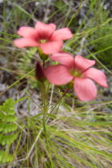 Oxalis pendulifolia