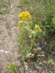 Solidago rigida humilis