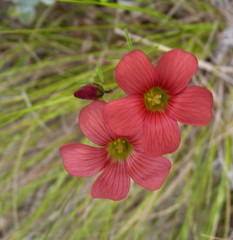 Oxalis pendulifolia