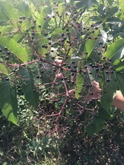 Sambucus canadensis
