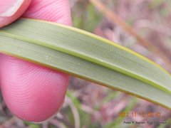 Watsonia lepida