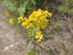 Solidago rigida humilis