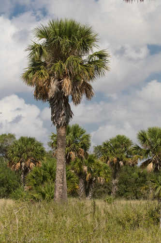 Mexican Palmetto