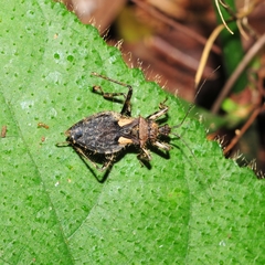 Acanthaspis westermanni