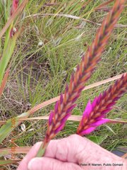 Watsonia lepida