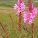 Lonesome Watsonia - Photo no rights reserved, uploaded by Peter Warren