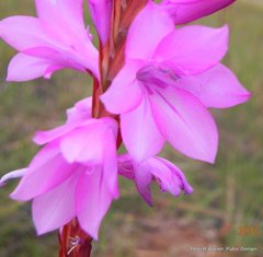 Watsonia lepida