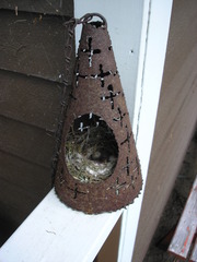 Muscicapa striata