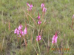 Watsonia lepida