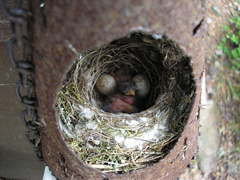 Muscicapa striata