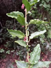 Ercilla spicata
