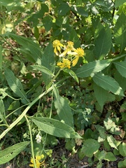 Verbesina alternifolia