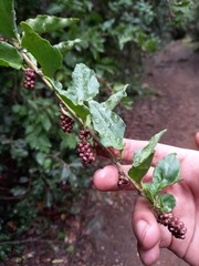 Ercilla spicata