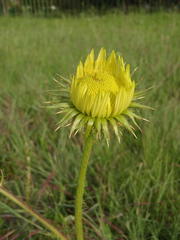 Berkheya radula
