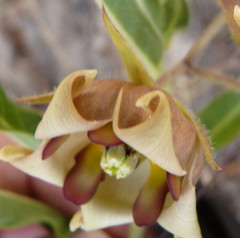 Pachycarpus dealbatus