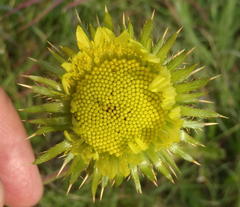 Berkheya radula
