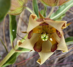 Pachycarpus dealbatus