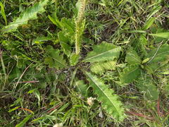 Berkheya radula