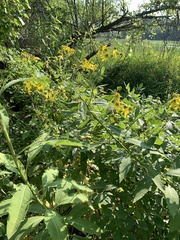 Verbesina alternifolia