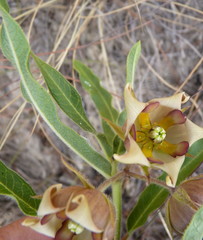 Pachycarpus dealbatus
