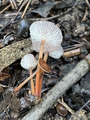 Collybiopsis biformis