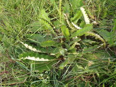 Berkheya radula