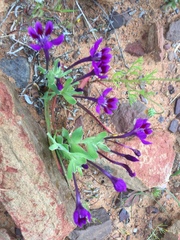 Lapeirousia violacea