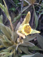 Espeletia occidentalis