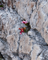 Sonderothamnus petraeus