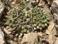 Mammillaria peninsularis