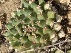 Mammillaria peninsularis