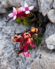 Sonderothamnus petraeus