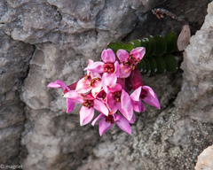 Sonderothamnus petraeus