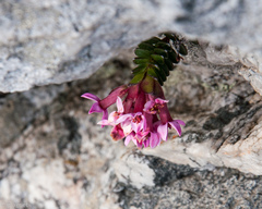 Sonderothamnus petraeus
