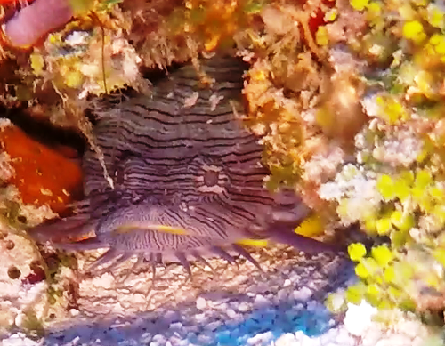 Splendid Toadfish