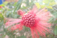 Calliandra