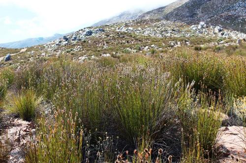 Askidiosperma capitatum (Askidiosperma capitatum)