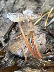 Collybiopsis biformis